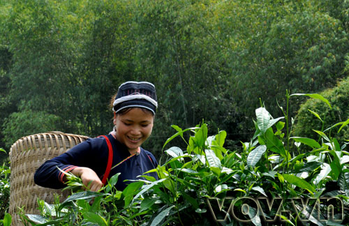 Dao ethnic minority people’s Fin Ho tea